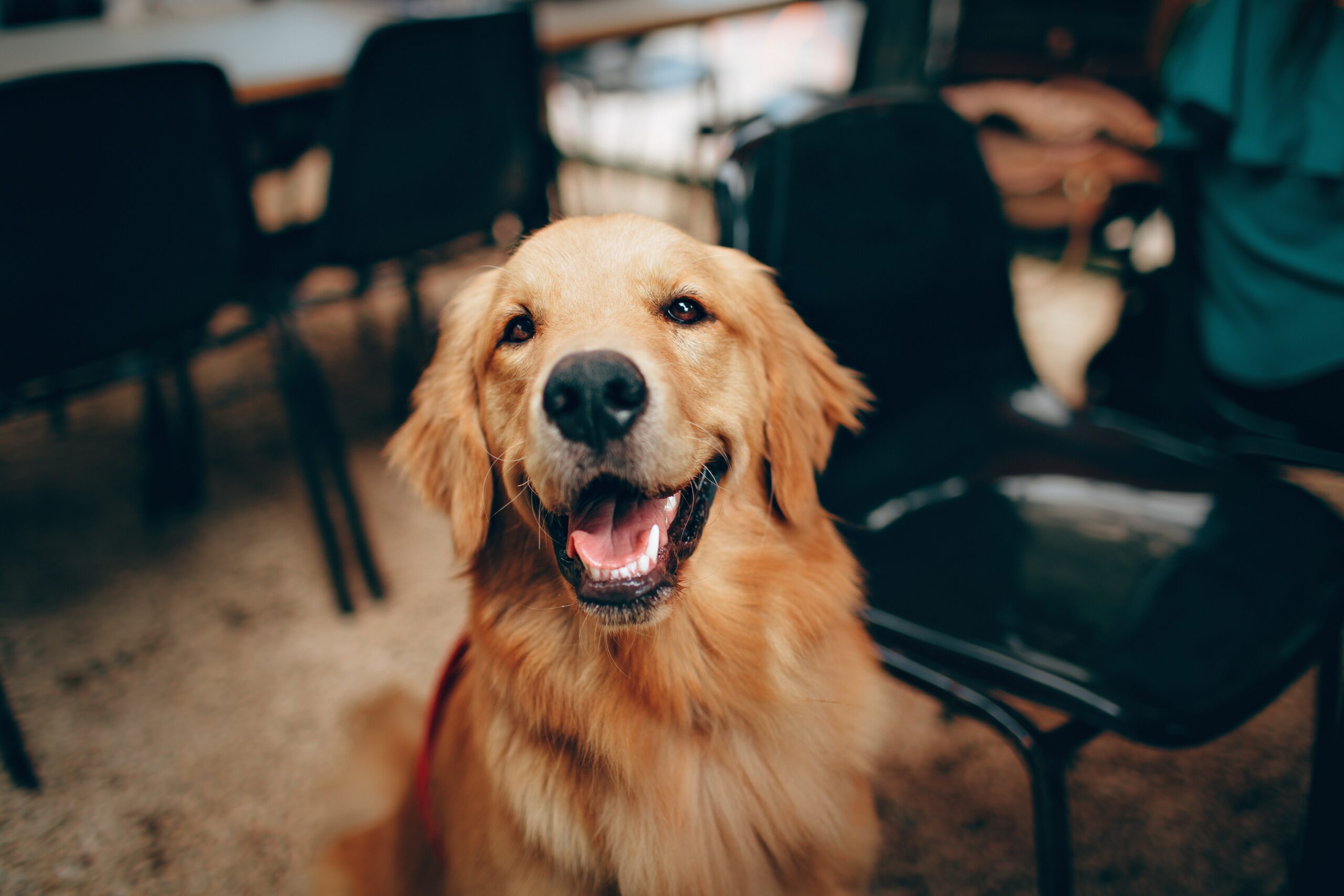 smiling golden retriever